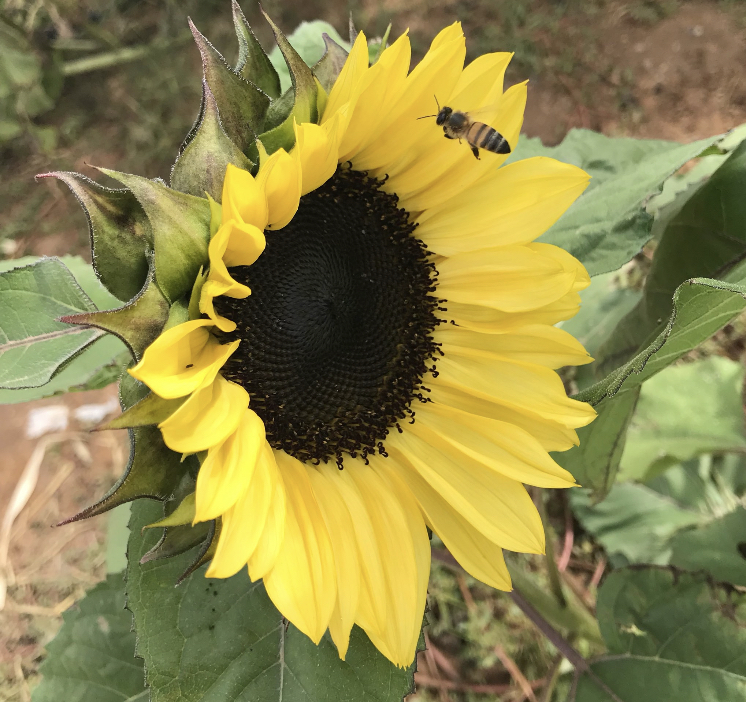 Pequeñas Experiencias